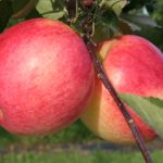 rosinette_03